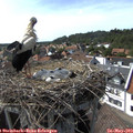16_15-nest.jpg