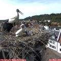16_20-nest.jpg