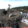 16_25-nest.jpg