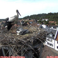 16_30-nest.jpg