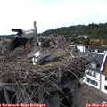 16_35-nest.jpg