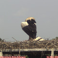 16_40-mast.jpg
