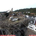 16_40-nest.jpg