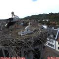 16_45-nest.jpg