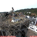 16_50-nest.jpg