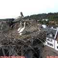 16_55-nest.jpg