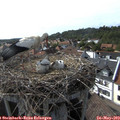 17_00-nest.jpg