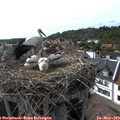 17_05-nest.jpg