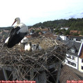 17_10-nest.jpg