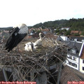 17_15-nest.jpg