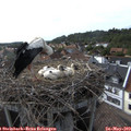 17_20-nest.jpg