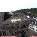 17_25-nest.jpg