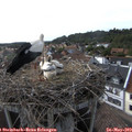 17_30-nest.jpg