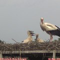 17_35-mast.jpg