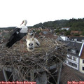 17_35-nest.jpg