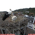 17_40-nest.jpg