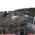 17_45-nest.jpg