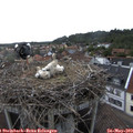 17_50-nest.jpg