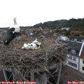 17_55-nest.jpg