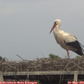 18_00-mast.jpg