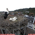 18_00-nest.jpg