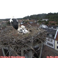 18_05-nest.jpg