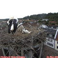 18_10-nest.jpg