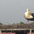 18_15-mast.jpg