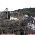 18_15-nest.jpg
