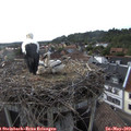 18_20-nest.jpg