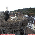 18_25-nest.jpg