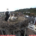 18_30-nest.jpg