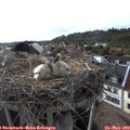 18_35-nest.jpg