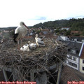 18_40-nest.jpg