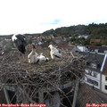 18_45-nest.jpg