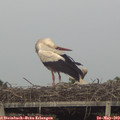 18_50-mast.jpg