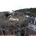 18_50-nest.jpg