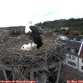 18_55-nest.jpg