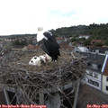 19_00-nest.jpg