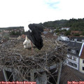 19_05-nest.jpg