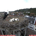 19_10-nest.jpg