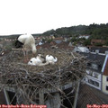 19_15-nest.jpg