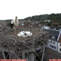 19_20-nest.jpg