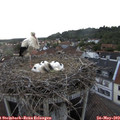 19_25-nest.jpg