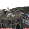19_30-nest.jpg