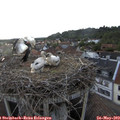 19_35-nest.jpg