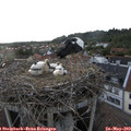 19_40-nest.jpg