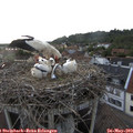 19_45-nest.jpg