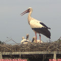 19_50-mast.jpg