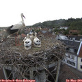 19_50-nest.jpg